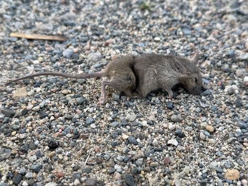 Mus musculus observed 2026-10-27