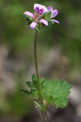 Pelargonium inodorum