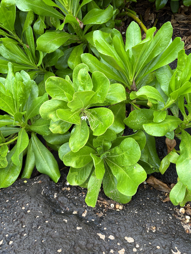 Scaevola taccada observed 2026-10-28