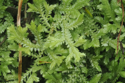 Selaginella observed 2026-10-29