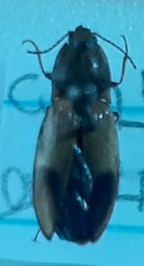 Stropenron hamata