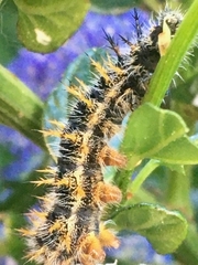 Nymphalis