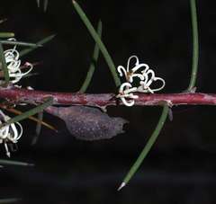 Hakea decurrens physocarpa
