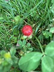 Potentilla indica