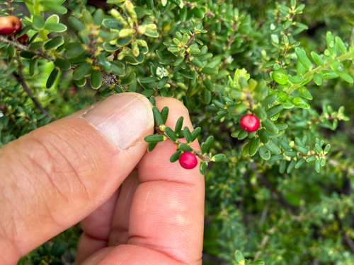 Leptecophylla tameiameiae observed 2026-10-29