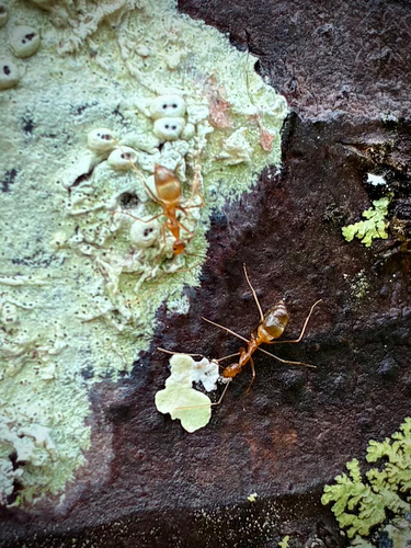 Anoplolepis gracilipes observed 2026-10-29