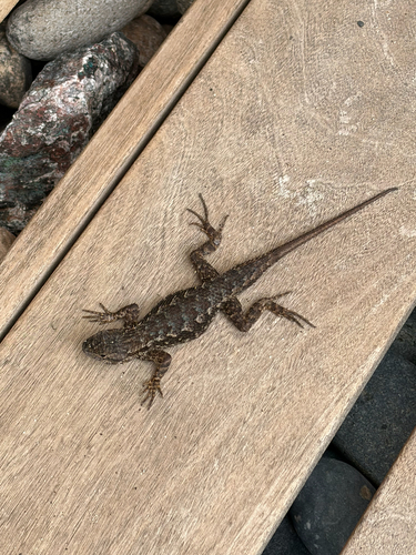 Sceloporus occidentalis observed 2026-10-29