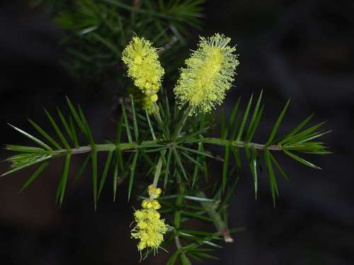 Acacia verticillata