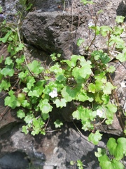 Cymbalaria muralis