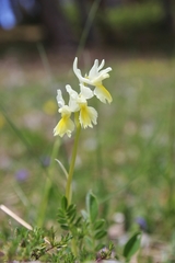 Orchis pauciflora
