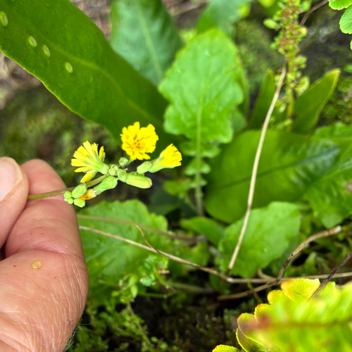 Youngia japonica observed 2026-10-29
