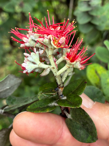 Metrosideros polymorpha observed 2026-10-29