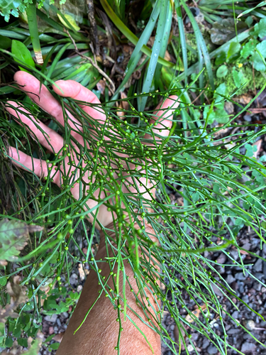 Psilotum nudum observed 2026-10-29