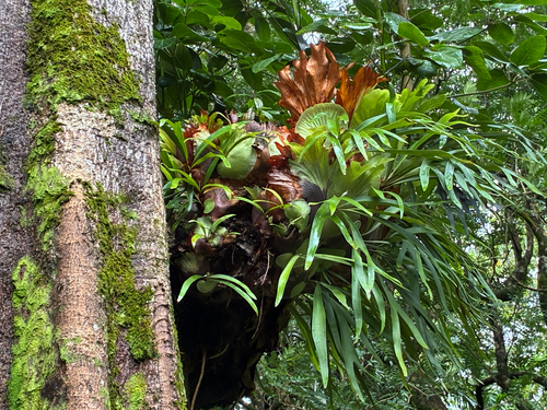 Platycerium bifurcatum observed 2026-10-29