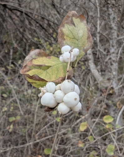 Vaccinium observed 2026-10-29