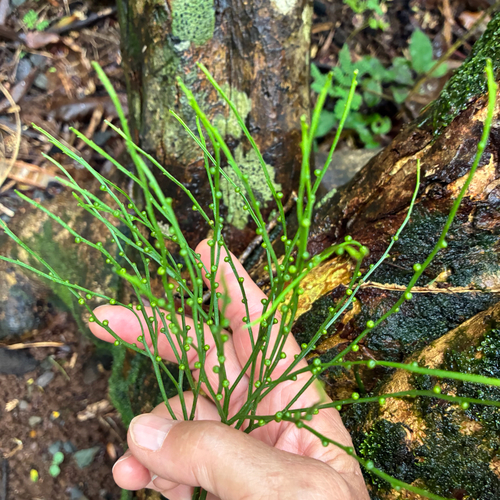Psilotum nudum observed 2026-10-29