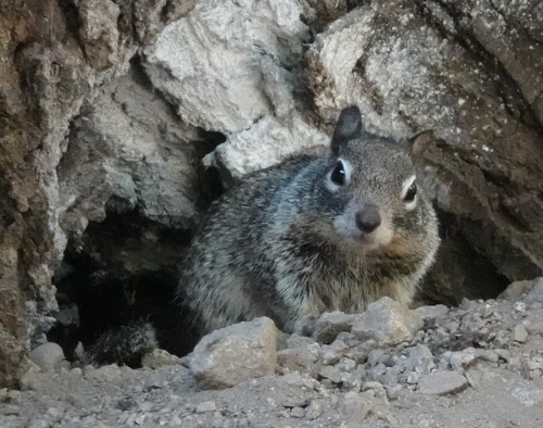 California Ground Squirrel