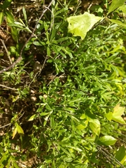 Salix humilis tristis