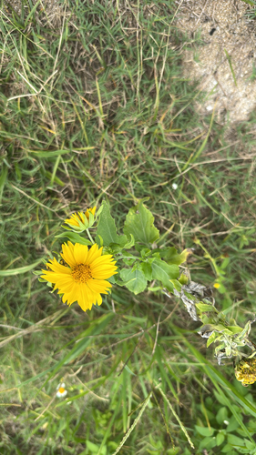 Verbesina encelioides observed 2026-10-29
