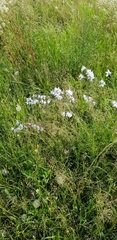 Delphinium carolinianum virescens