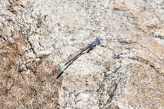 Argia munda