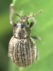 Philopedon plagiatum
