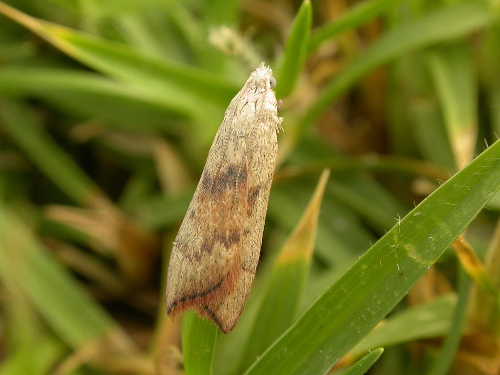 Galleriinae