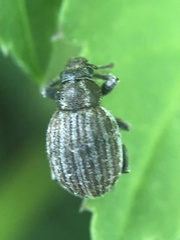 Philopedon plagiatum