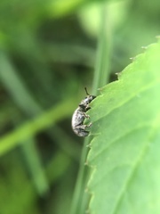 Philopedon plagiatum