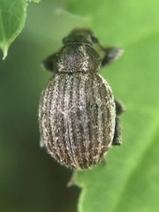 Philopedon plagiatum