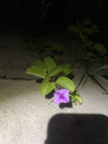 Ipomoea pes-caprae observed 2026-10-29