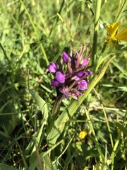 Dactylorhiza incarnata