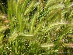 Hordeum murinum leporinum