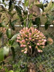 Viburnum carlesii