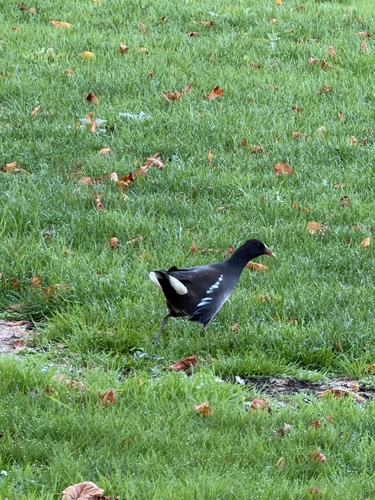 Gallinula chloropus observed 2026-10-29