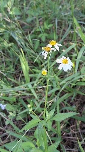 Bidens alba observed 2026-10-30