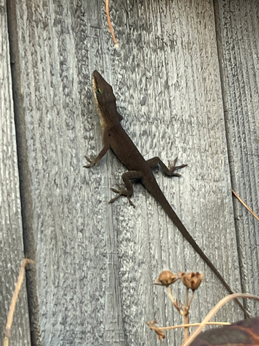 Anolis carolinensis observed 2026-10-29