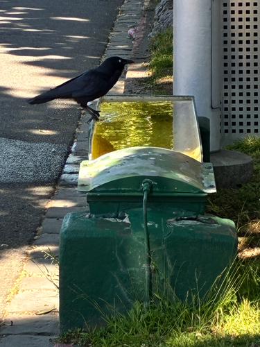 Corvus observed 2026-10-30