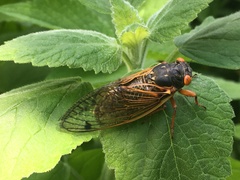 Magicicada cassinii