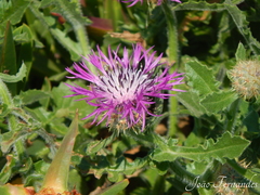 Centaurea sphaerocephala