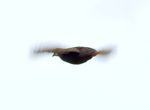 Blue-breasted Quail