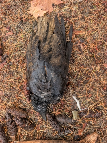 Corvus observed 2026-10-29