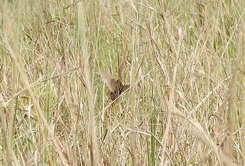 Blue-breasted Quail