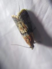 Sciota adelphella