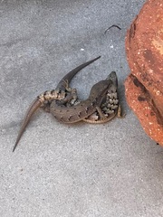 Elgaria multicarinata webbii