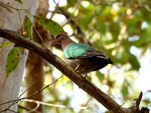Chalcophaps indica observed 2026-10-30