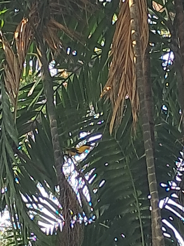 Oriolus chinensis observed 2026-10-30