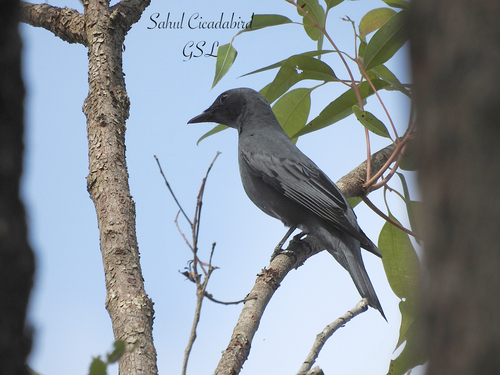 Sahul Cicadabird