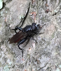 Chalcosyrphus piger