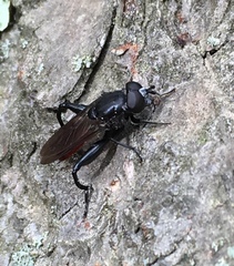 Chalcosyrphus piger
